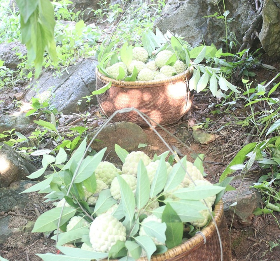 
Mỗi buổi sáng anh Long thu hoạch được khoảng 6-8 thúng na như thế này.
