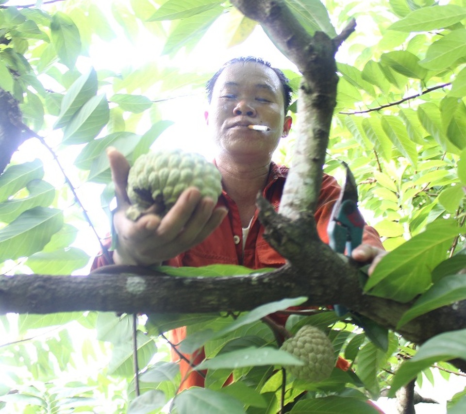 
Anh Hứa Văn Cường, một người trồng na trên núi đá Lân Giao, cho biết: Diện tích na của mình trồng trên này là khoảng 1ha, có hơn 500 cây na. Để thu hoạch được hết số na này rồi chuyển xuống chợ Đồng Bành, cần rất nhiều công sức.
