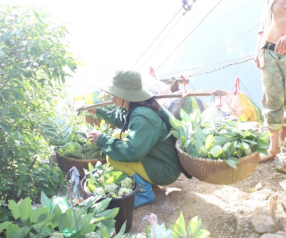 
Na được gánh từ khu vực trồng ra điểm tập kết, rồi sẽ được chuyển xuống chân núi bằng cáp treo.
