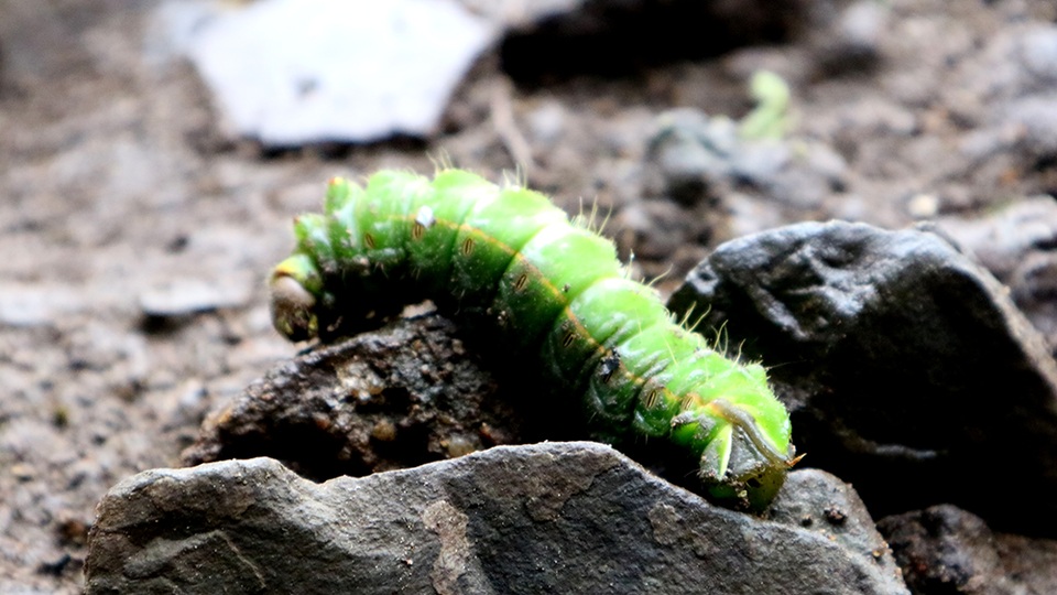 Chiều dài trung bình mỗi con sâu khoảng 4cm, trên mình có nhiều gai và lông.