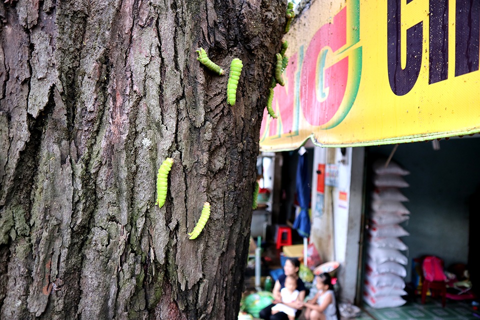 Đàn sâu xuất hiện ở khắp nơi.