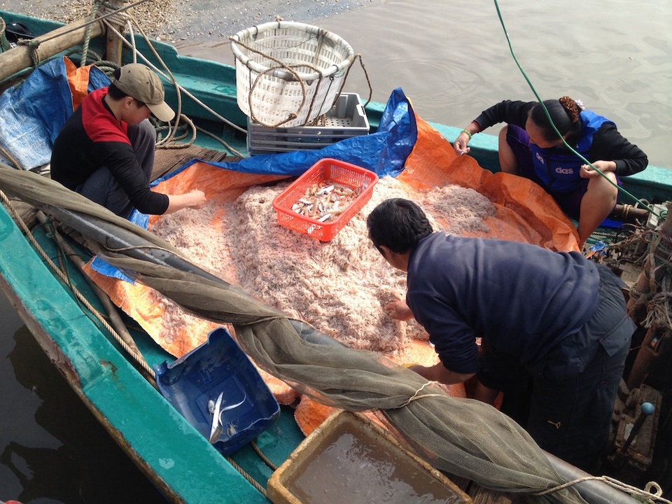 Người dân cho biết, chưa năm nào mùa ruốc lại được như năm nay.
