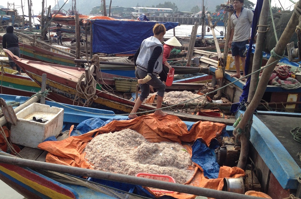 Thuyền về khoang đầy ruốc.