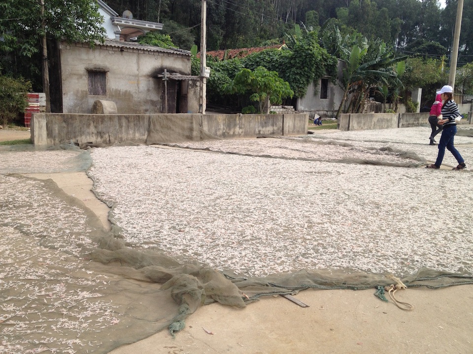 Sau khi được mua về, ruốc được phơi khô.