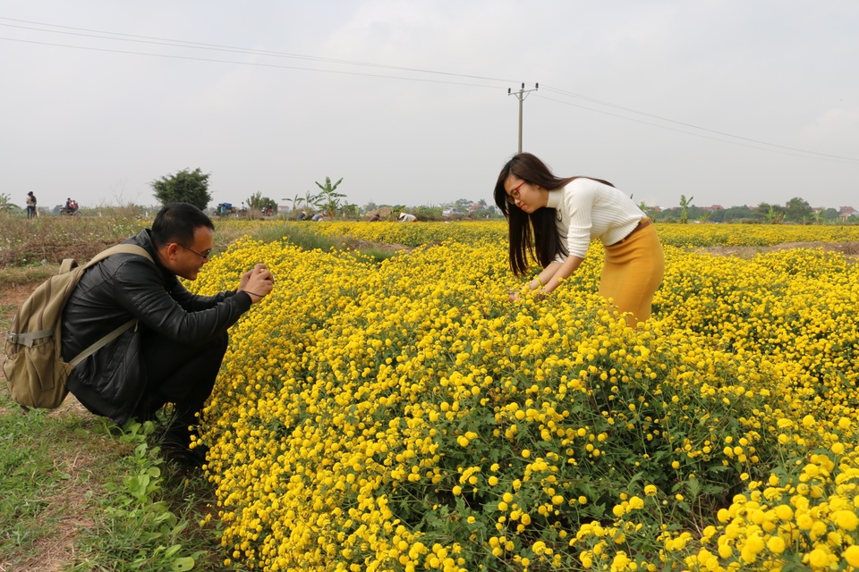 Ngắm cánh đồng hoa cúc chi tuyệt đẹp ở Hưng Yên - 7 Thích thú tạo dáng với những bông cúc chi bung nở vàng rực