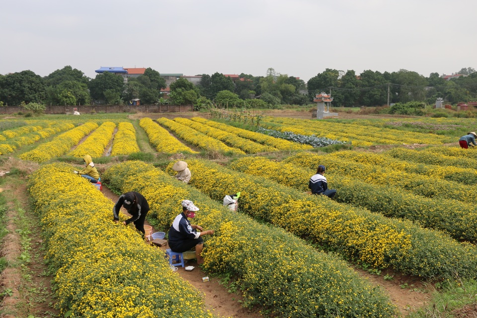 Ngắm cánh đồng hoa cúc chi tuyệt đẹp ở Hưng Yên - 1
Cách Hà Nội khoảng 20km, dọc theo quốc lộ 5 đến thị trấn Như Quỳnh (Hưng Yên) đi vào khoảng 500m, bạn sẽ bắt gặp những cánh đồng hoa cúc chi vàng rực, bung nở tuyệt đẹp ở thôn Nghĩa Trại, xã Tân Quang, huyện Văn Lâm.