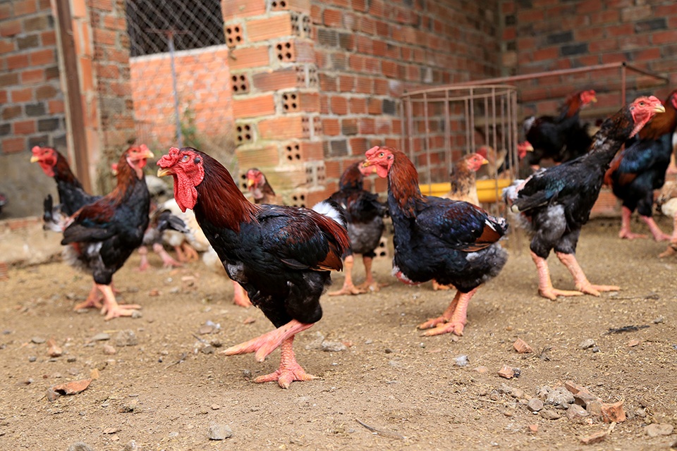 Thành ông chủ trại gà "tiến vua"...từ 200.000 đồng - 3 Gà Đông Tảo được anh Tuấn đem giống từ miền Bắc vào miền Nam từ hơn 10 năm trước.