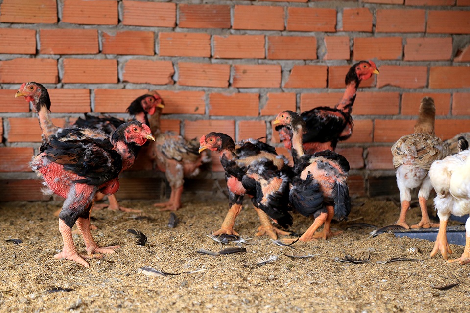 Thành ông chủ trại gà "tiến vua"...từ 200.000 đồng - 2 Thành ông chủ trại gà "tiến vua"...từ 200.000 đồng - 2