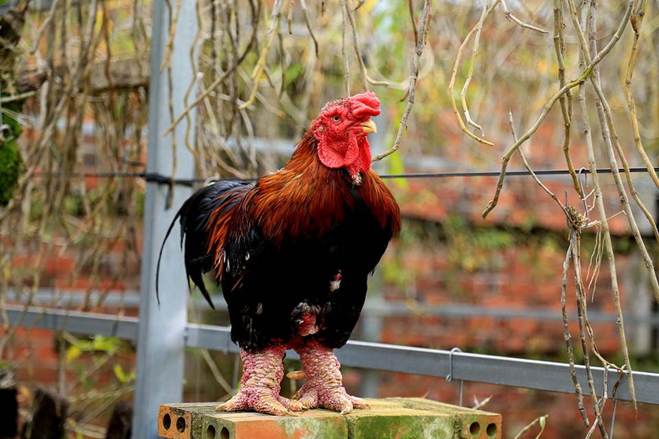 Thành ông chủ trại gà "tiến vua"...từ 200.000 đồng - 6 Gà Đông Tảo có chân to thì giá trị kinh tế càng cao.