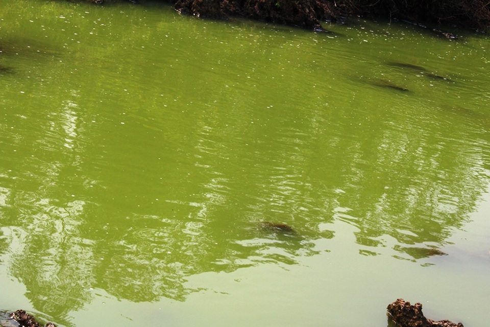 Hàng nghìn hộ dân khiếp đảm vì hồ chứa 13 triệu m3 nước bị ô nhiễm - 4 
Nước hồ chứa đổi màu, bốc mùi, nghi do 3 trang trại lợn.