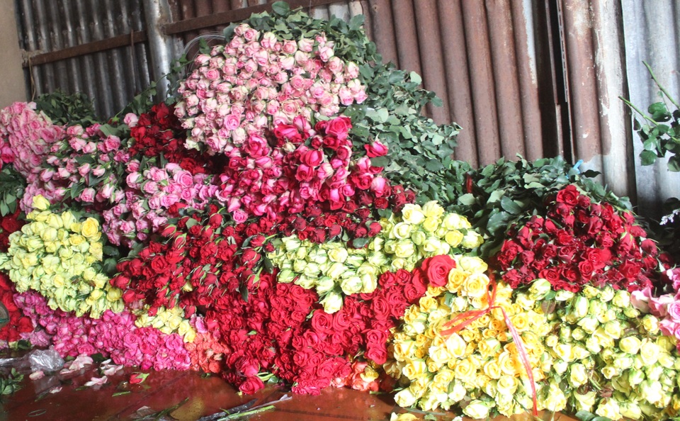 Cận lễ Tình nhân, hoa hồng Đà Lạt tăng giá gấp 3 lần - 1 Cận lễ Tình nhân, hoa hồng Đà Lạt tăng giá gấp 3 lần