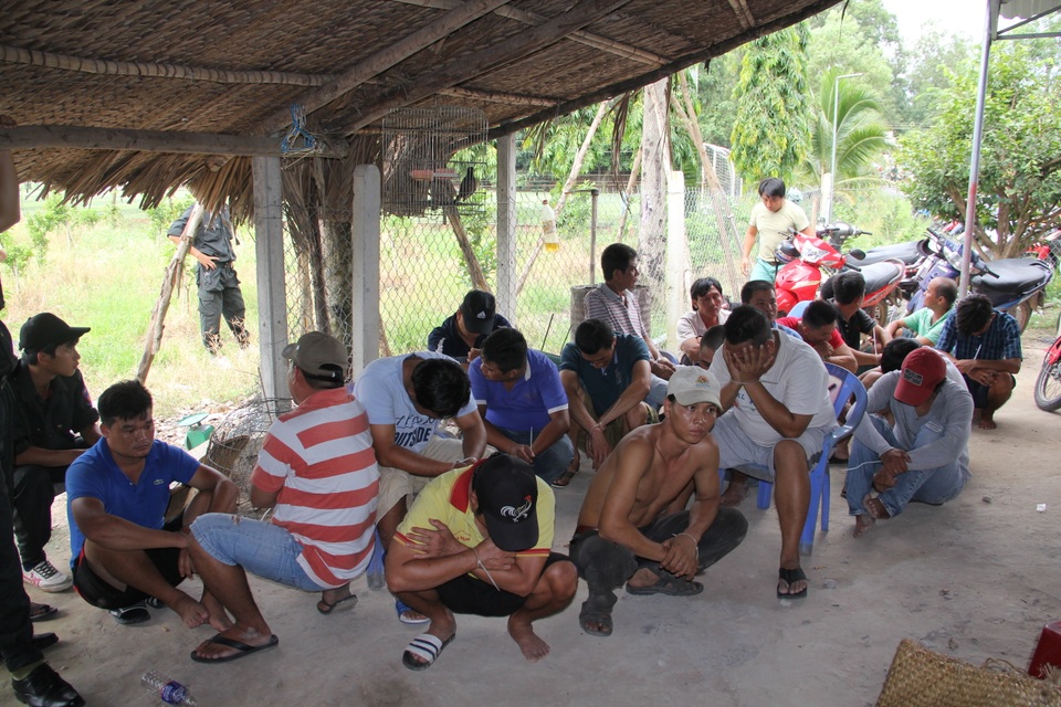 Bắt trường gà “khủng” ở sân bóng đá - 1 Bắt trường gà “khủng” ở sân bóng đá - 1