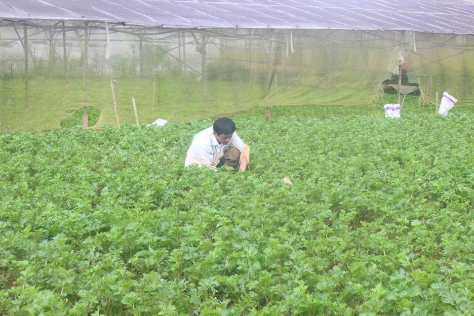 Mưa lớn kéo dài, rau xanh Đà Lạt tăng giá kỷ lục - 2 Nông dân đang thu hoạch cần tây