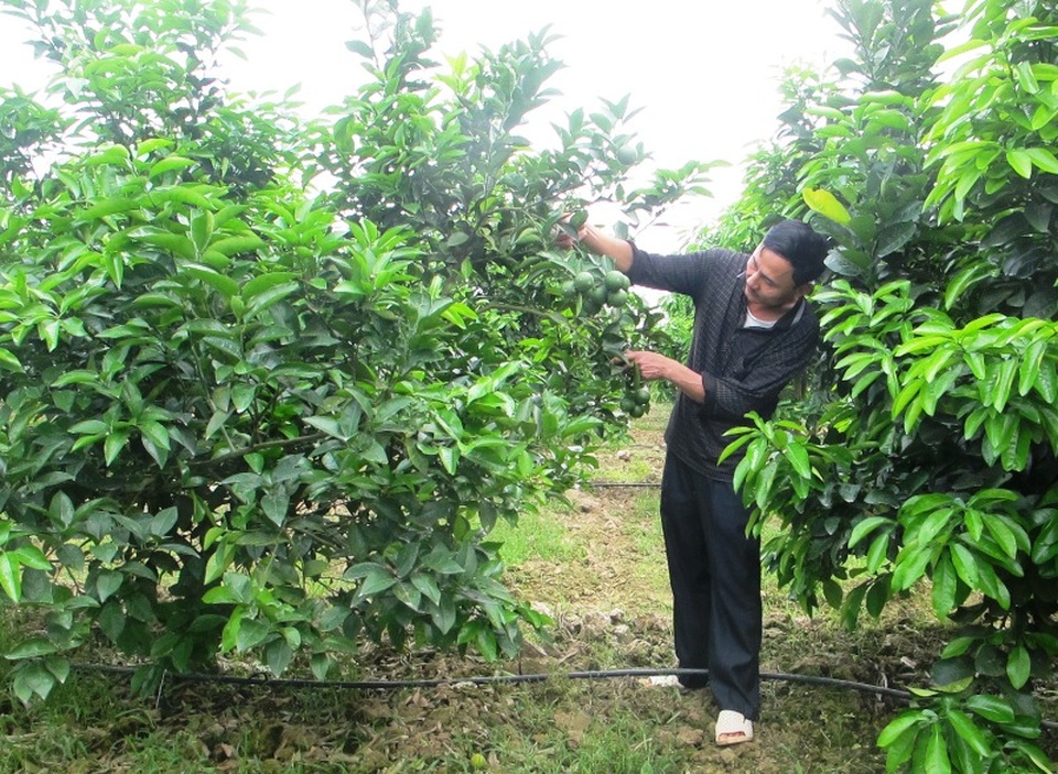 Anh nông dân “khùng” bỏ nhà ra đồng làm trang trại thu tiền tỷ - 1
Khi quyết định làm mô hình trang trại này, nhiều người cho anh Sơn là bị khùng