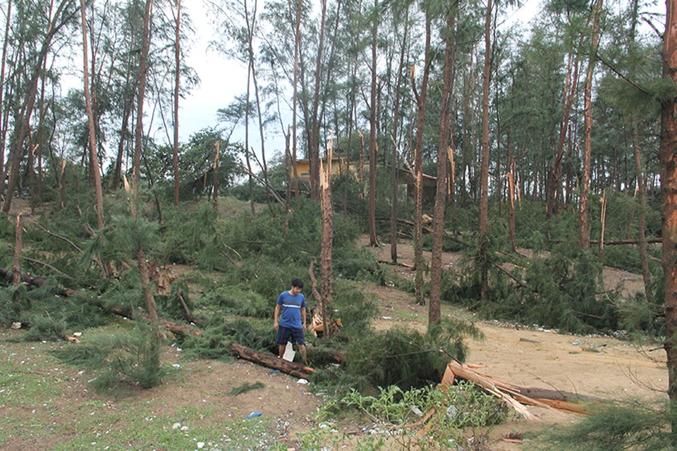Vườn phi lao, nguồn thu chính của của một số hộ dân bị bão quật đổ ngổn ngang.