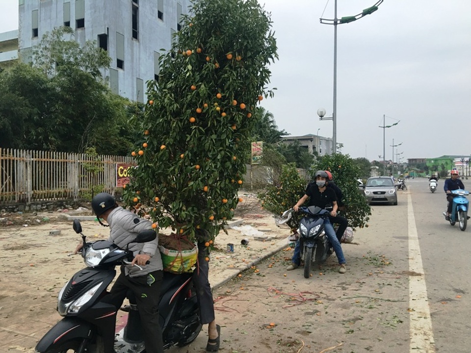 Những người “buôn Tết” muộn - 5 Những cây quất bị héo được người bán thu dọn mang về