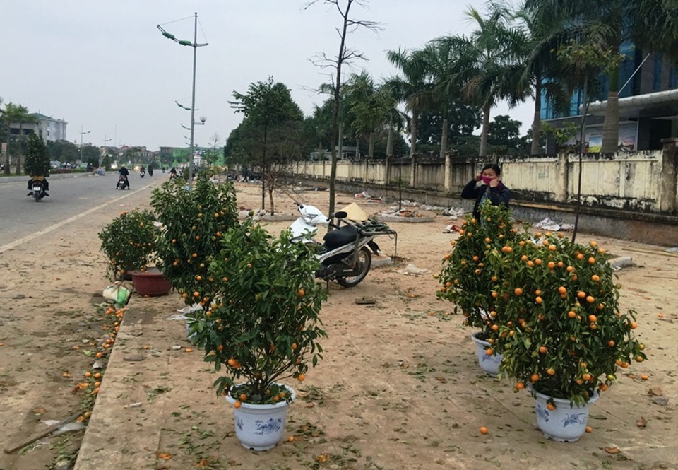 Những người “buôn Tết” muộn - 6 Mặc dù quất đã héo, vàng lá nhưng người buôn vẫn cố nán lại đến chiều muộn 30 Tết