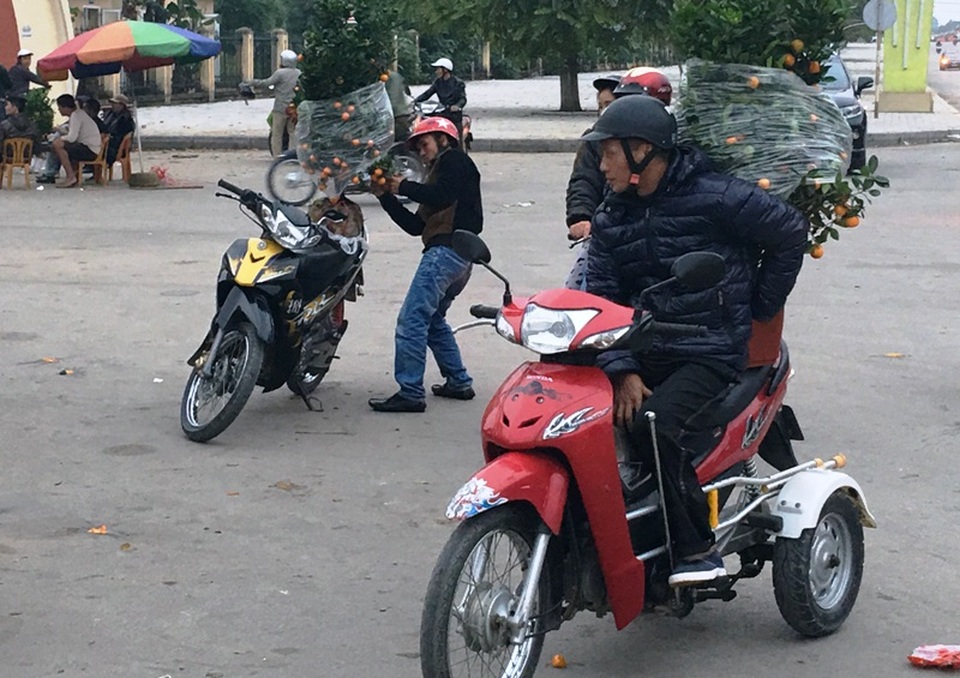 Những người “buôn Tết” muộn - 8 Mỗi cây quất mi ni có giá 250.000 đồng