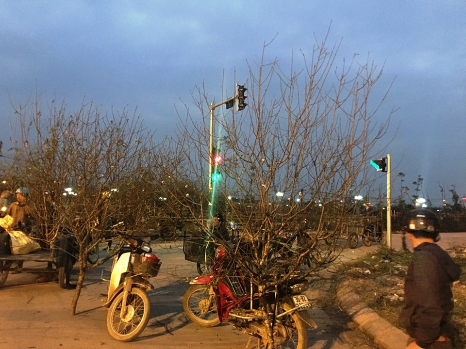 Những người “buôn Tết” muộn - 9 Điểm bán đào ít ỏi còn lại trên đường Nguyễn Trãi, thành phố Thanh Hóa