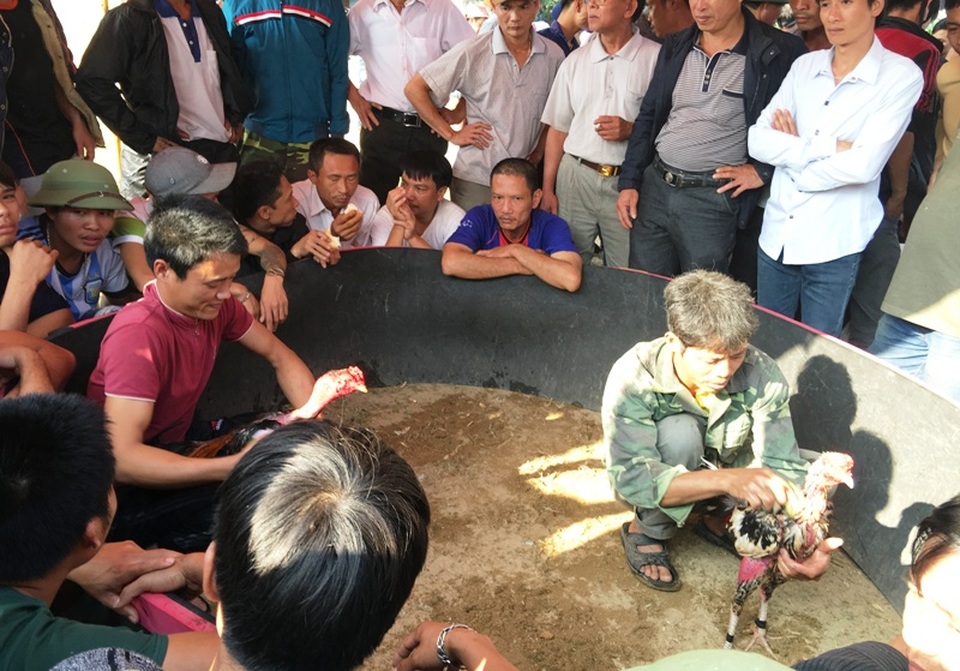 Về “nơi hội tụ của niềm tin” xem những chú gà quyết chiến - 7 Chăm sóc cho những chú gà giữa hiệp đấu