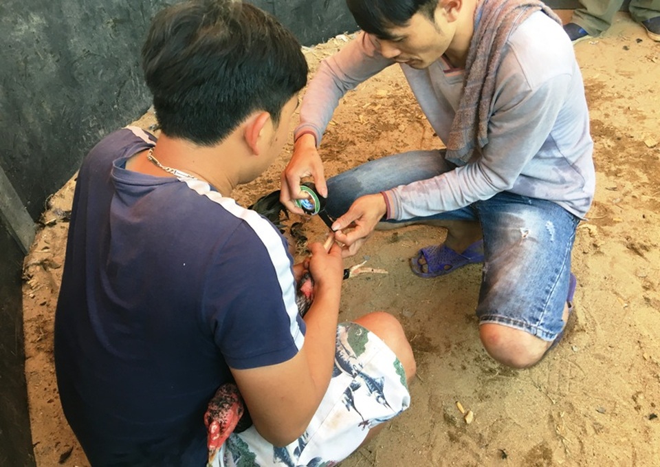 Về “nơi hội tụ của niềm tin” xem những chú gà quyết chiến - 4 Gà được che cửa lại trước khi đấu