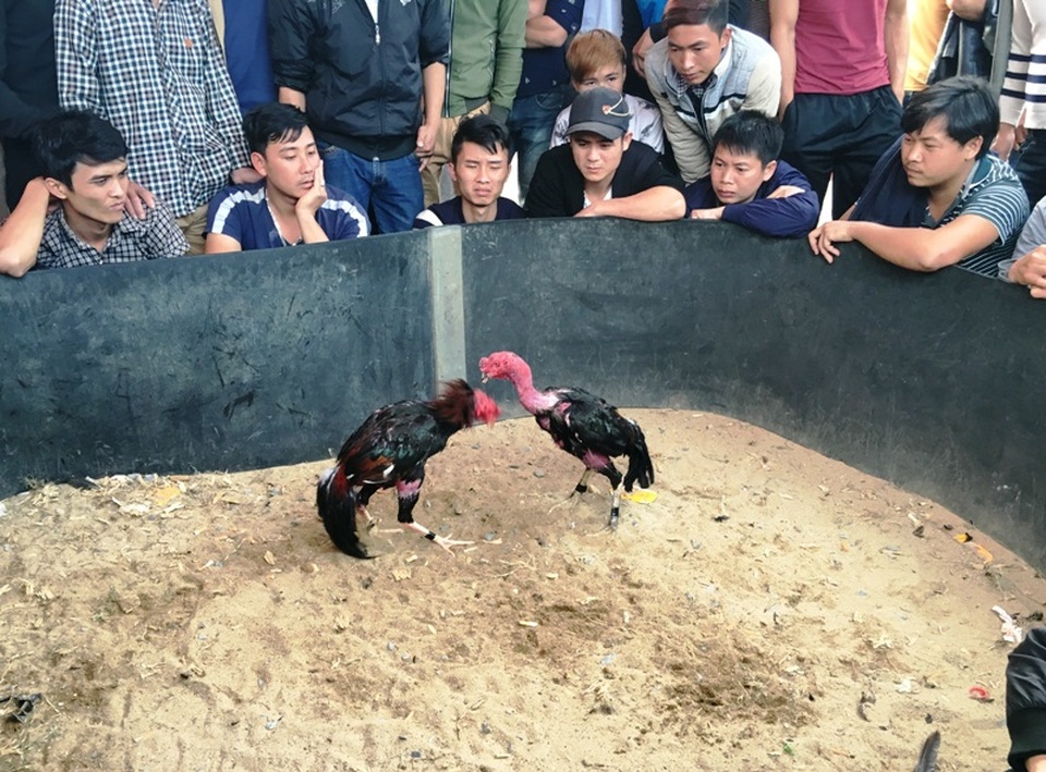 Về “nơi hội tụ của niềm tin” xem những chú gà quyết chiến - 3 Những trận đấu luôn diễn ra sôi nổi