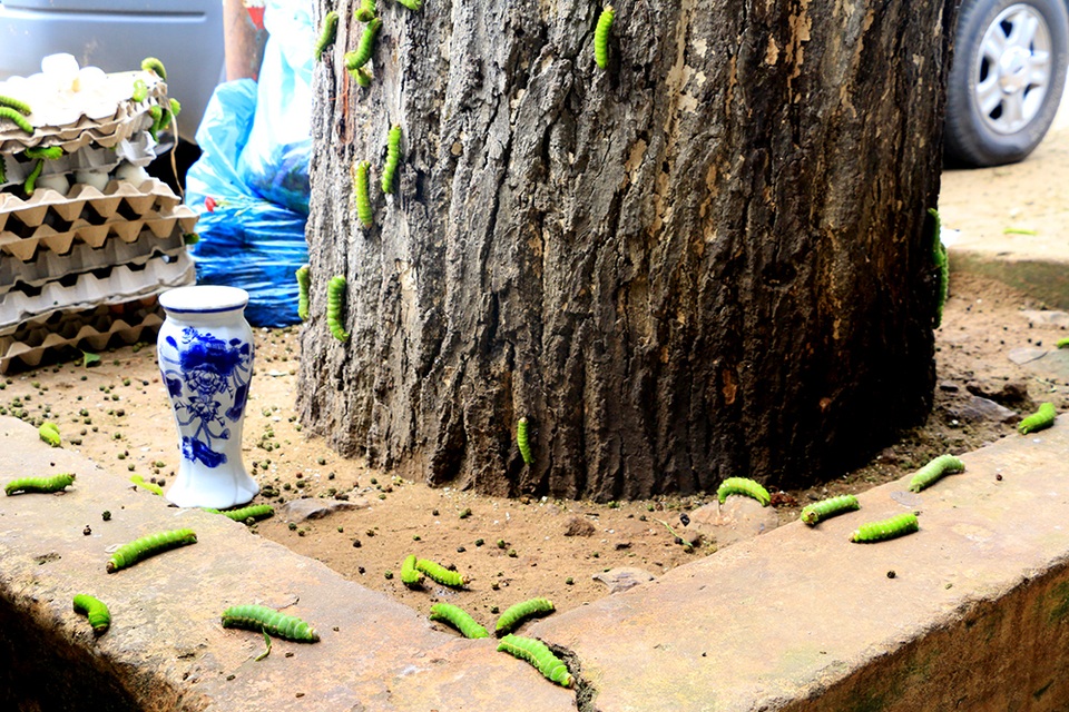 Hiện đàn sâu vẫn còn bủa vây quanh chợ khiến mọi sinh hoạt, mua bán của tiểu thương và người dân bị đảo lộn.