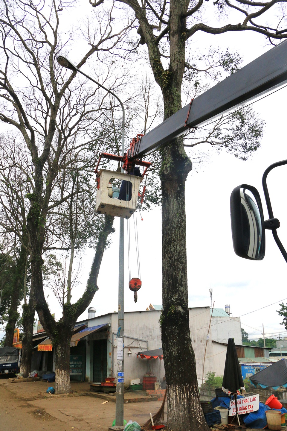 Cơ quan chức năng xử lý đàn sâu bám trên cành cao.