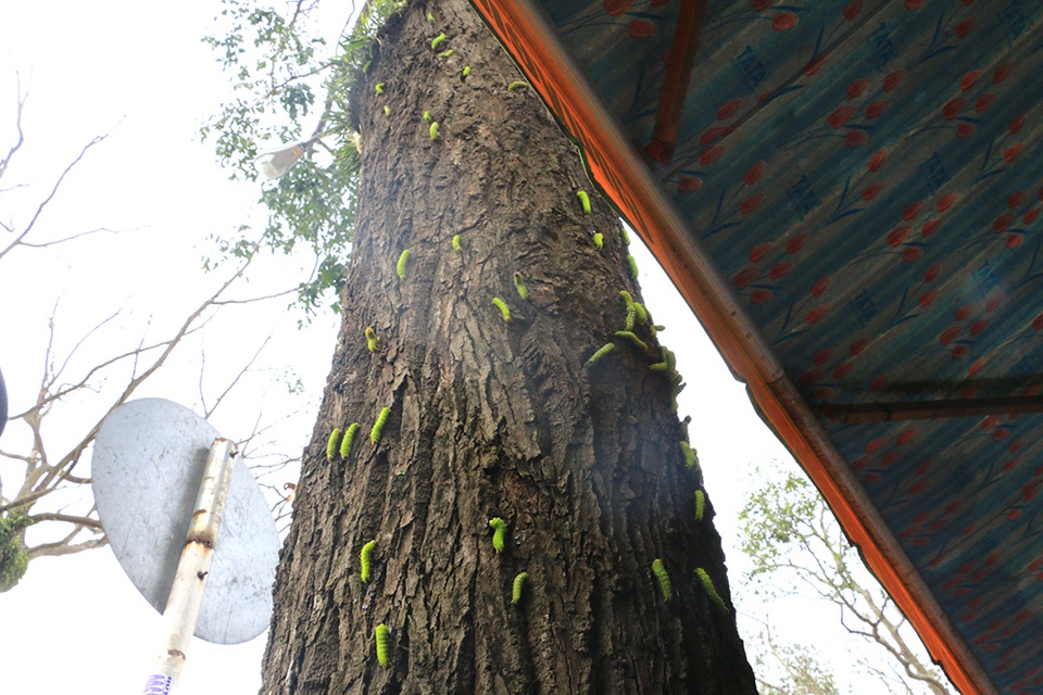 Sâu bám kín một thân cây.