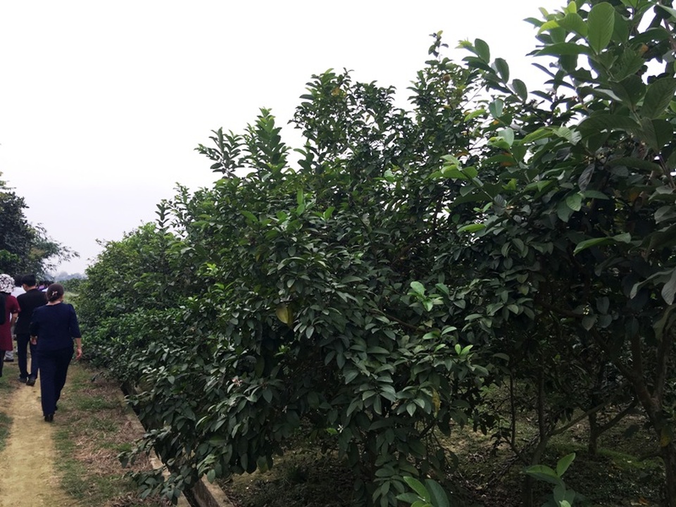 Anh nông dân “khùng” bỏ nhà ra đồng làm trang trại thu tiền tỷ - 3 Nhiều người tìm đến tham quan, học hỏi mô hình sản xuất của anh Sơn