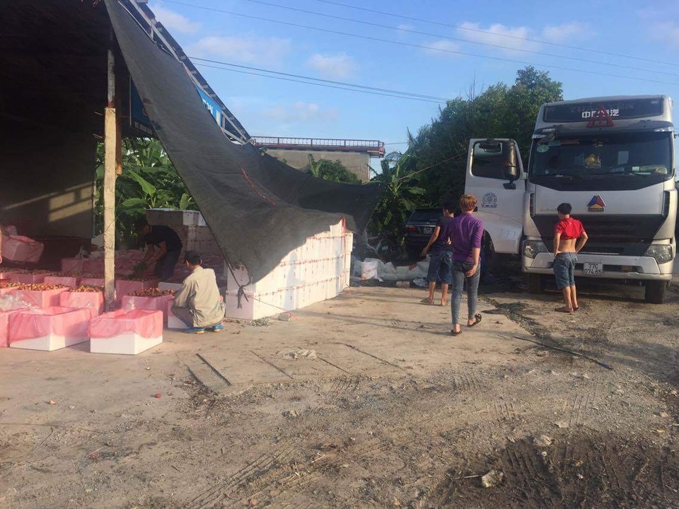 Thương lái Trung Quốc “rút quân”, vải Lục Ngạn mất gần nửa giá - 3 Thương lái mang xe về tận nơi thu mua