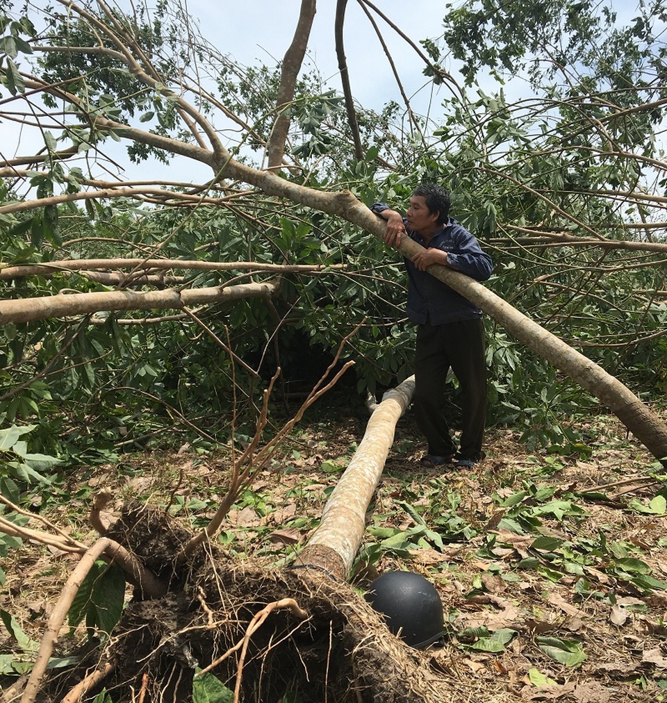 Giấc mơ “vàng trắng”… trắng tay sau siêu bão! - 2 Ông Nguyễn Phi Đài thẫn thờ bên những cây cao su đổ gãy. Bao vốn liếng, công sức của vợ chồng ông đã bị bão cướp đi