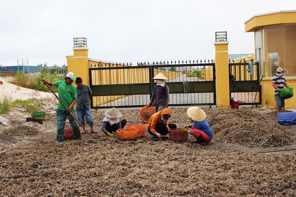 Dân “khóc mếu” vì mùa kiệu Tết bị mưa lũ tàn phá - 5 Dân “khóc mếu” vì mùa kiệu Tết bị mưa lũ tàn phá - 5
