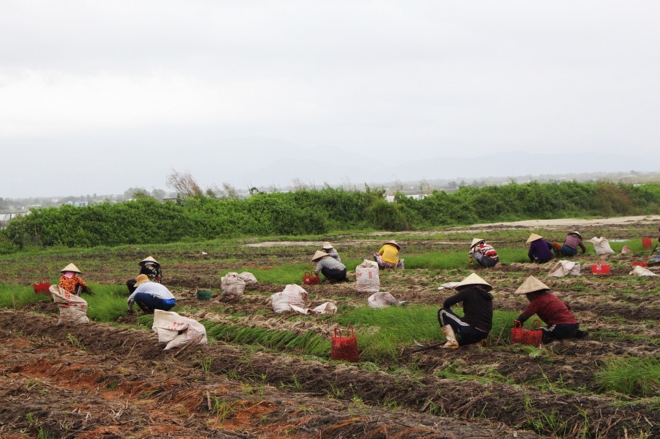 Dân “khóc mếu” vì mùa kiệu Tết bị mưa lũ tàn phá - 2 Dân “khóc mếu” vì mùa kiệu Tết bị mưa lũ tàn phá - 2
