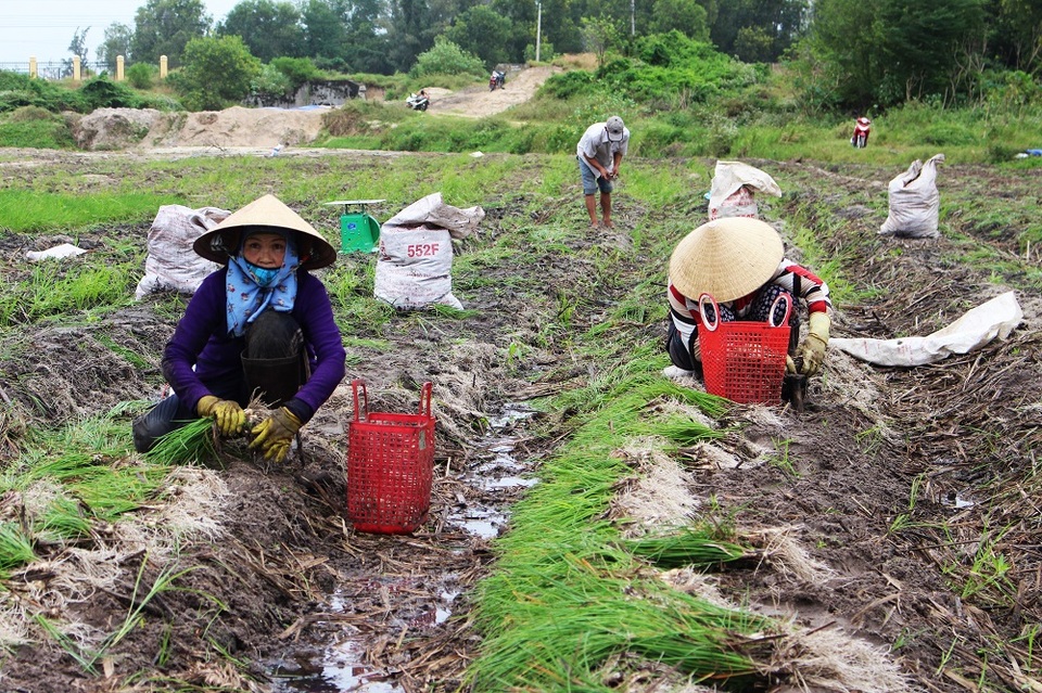Dân “khóc mếu” vì mùa kiệu Tết bị mưa lũ tàn phá - 3 Người dân thu hoạch kiệu Tết ở phường Cam Nghĩa (TP Cam Ranh, Khánh Hòa) trước những ngày giáp Tết Đinh Dậu 2017