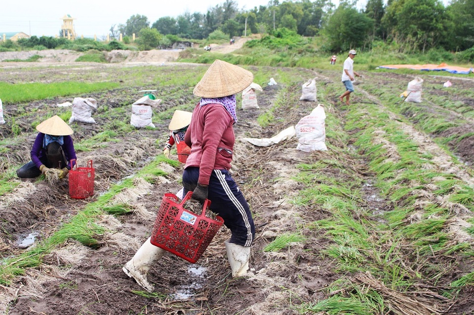 Dân “khóc mếu” vì mùa kiệu Tết bị mưa lũ tàn phá - 7 Dân “khóc mếu” vì mùa kiệu Tết bị mưa lũ tàn phá - 7