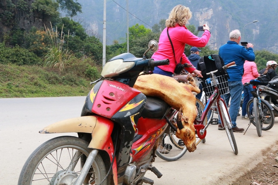 Một con dê bị giết thịt nằm lăn lóc trên chiếc xe máy cà tàng.