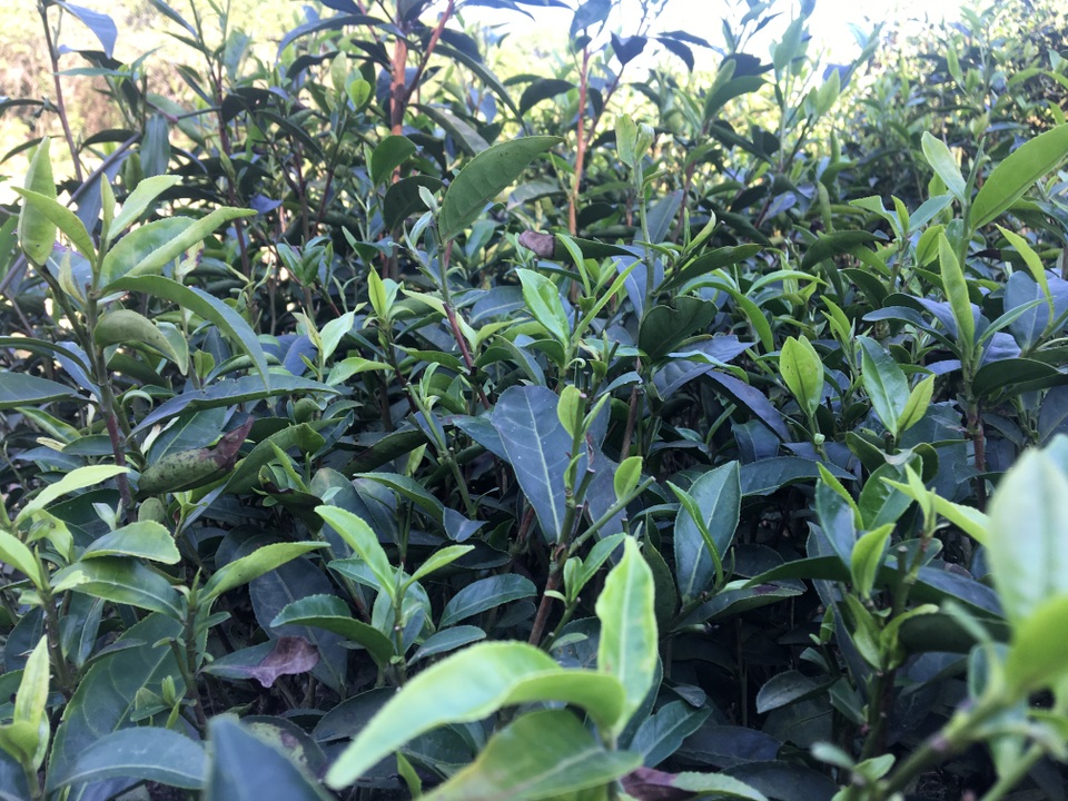 3,5 triệu đồng/1 kg chè khô, hàng vừa về đã có người đến lấy sạch - 1 Chè thương phẩm tại Tân Cương