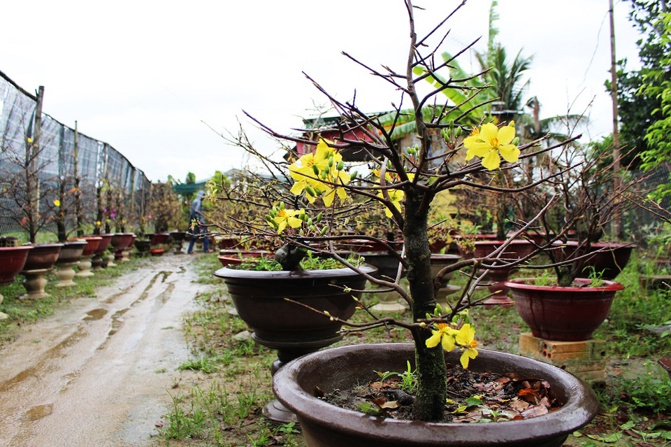 Trong khi đó một số ít lại nở sớm bất thường dù Tết Nguyên đán chưa đến khiến người trồng mai ở làng mai Võ Dõng ngậm ngùi