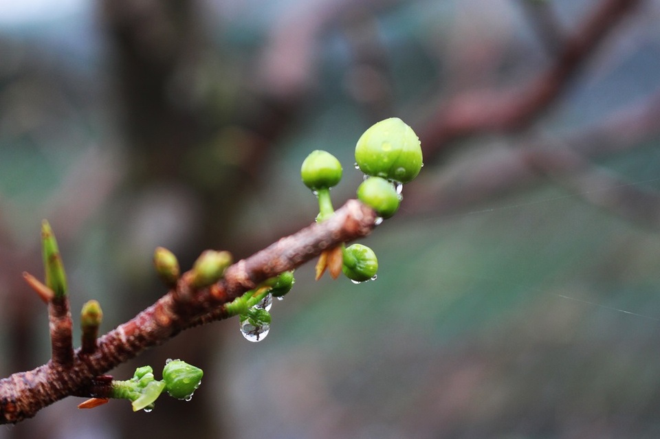 Người dân cho biết, vụ mai Tết Đinh Dậu năm nay, đa phần các chậu mai gặp phải tình trạng nụ hoa không lớn, chất lượng nụ giảm 50% so với mọi năm