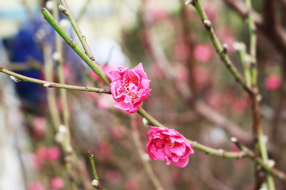 Đào Nhật Tân được các thương lái hét giá dao động 1,8-2,1 triệu đồng/chậu. Vì là hoa hiếm nên đào là lựa chọn hàng đầu của nhiều gia đình ở phố biển