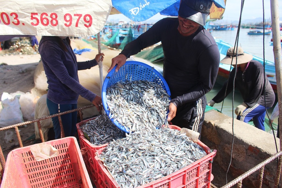 Ngư dân Nha Trang bội thu cá cơm sau chuyến biển “chớp nhoáng” - 3 Ngư dân Nha Trang phấn khởi vì trúng đậm mùa cá cơm, mang về 5-6 triệu đồng chỉ sau vài giờ đánh bắt