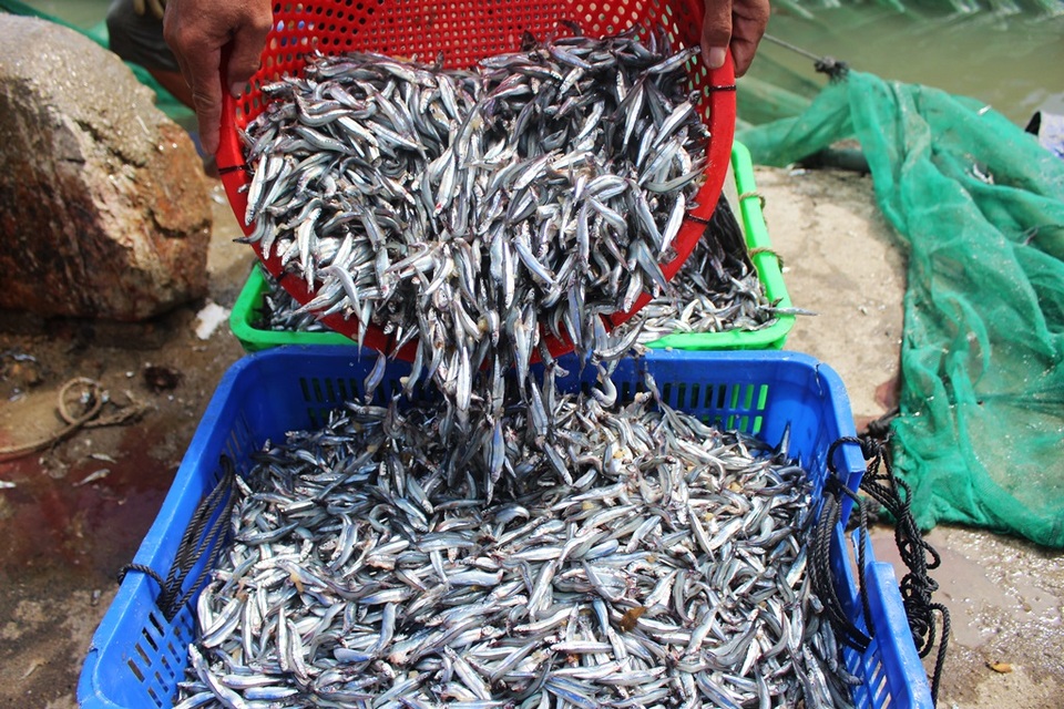 Ngư dân Nha Trang bội thu cá cơm sau chuyến biển “chớp nhoáng” - 2 Cận cảnh cá cơm do ngư dân Nha Trang đánh bắt ở vùng biển ven bờ