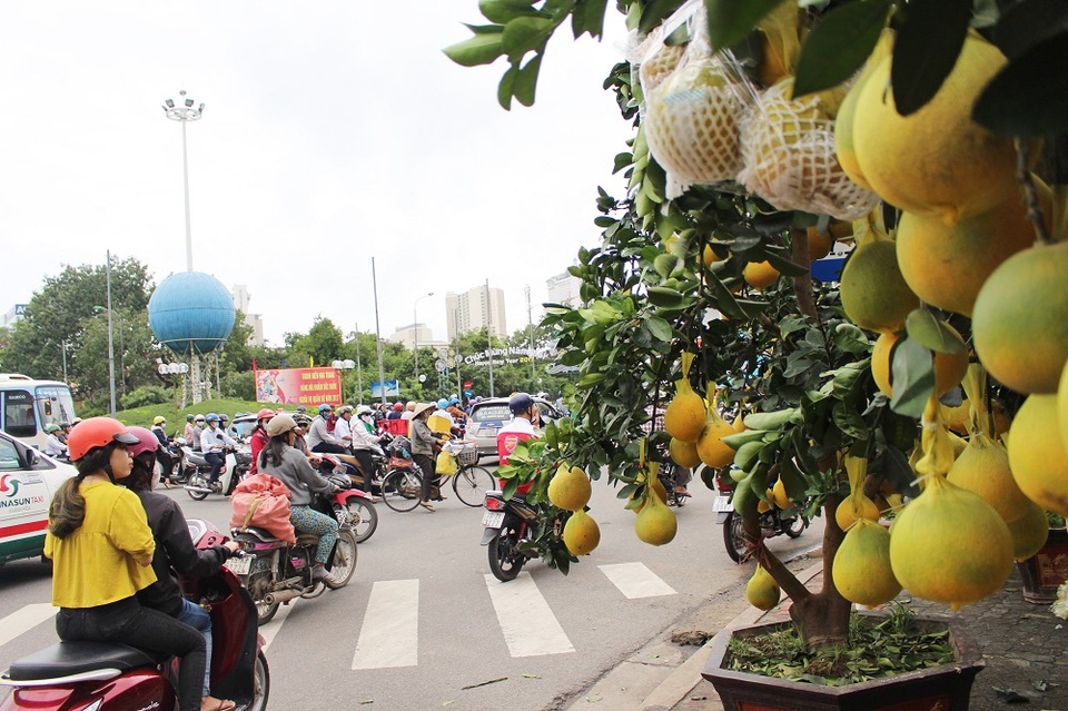 Bưởi diễn Hưng Yên "hét giá" 25 triệu đồng/chậu ở phố biển Nha Trang - 1
Sáng 17/1, hàng chục cây bưởi diễn được cho là ở Hưng Yên xuất hiện trên các tuyến phố Nha Trang. Vẻ lạ mắt của cây bưởi đã khiến người dân phố biển vô cùng thích thú, nhiều người dừng lại xem