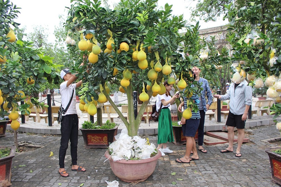 Bưởi diễn Hưng Yên "hét giá" 25 triệu đồng/chậu ở phố biển Nha Trang - 5 Các thương lái hét giá 15-25 triệu đồng/chậu, tùy kích thước lớn nhỏ, kiểu dáng, số trái trên cây bưởi diễn