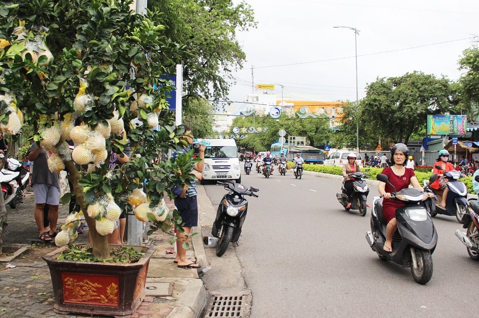 Bưởi diễn Hưng Yên "hét giá" 25 triệu đồng/chậu ở phố biển Nha Trang - 6 Bưởi diễn Hưng Yên "hét giá" 25 triệu đồng/chậu ở phố biển Nha Trang - 6