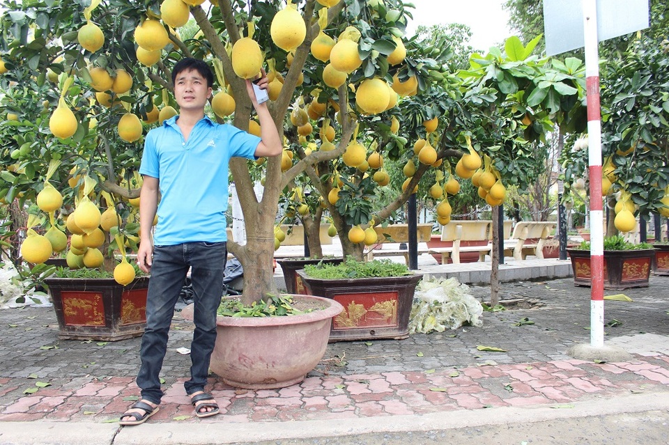 Bưởi diễn Hưng Yên "hét giá" 25 triệu đồng/chậu ở phố biển Nha Trang - 7 Mọi năm, người dân phố biển thường hay bắt gặp mai, đào, cúc vào dịp Tết ở trên phố, còn bưởi diễn cũng khá hiếm. Vì thế, sự có mặt của loại cây này đã khiến phố biển càng thêm sắc xuân