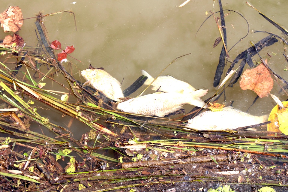 Gần 1 tạ cá sông chết do nhiễm khuẩn - 1 Cá chết trên sông Trầu đoạn chảy qua thôn Phúc Quý 3
