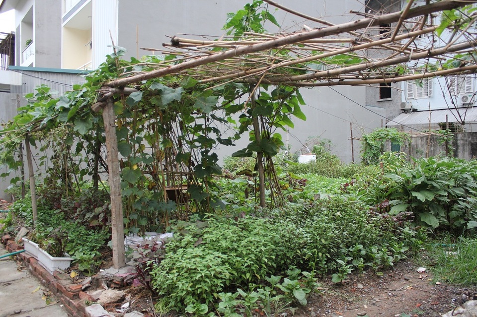 Người Hà Nội trồng rau, nuôi lợn trong... biệt thự hạng sang - 6 Những giàn bí được thiết kế công phu trong khu biệt thự