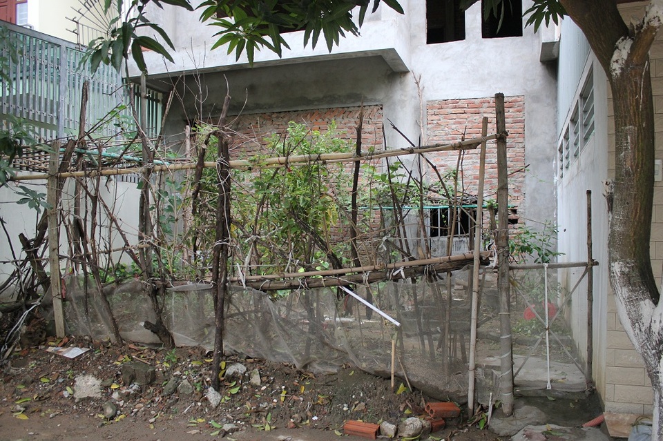 Người Hà Nội trồng rau, nuôi lợn trong... biệt thự hạng sang - 8 Những vườn rau được trồng trước cửa những căn biệt thự bỏ hoang khá phổ biến
